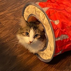 Meet your Posher, Amy